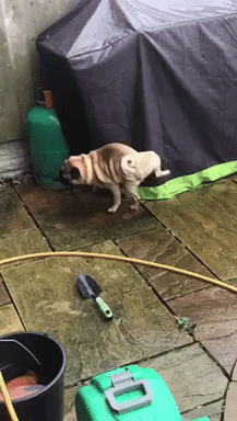 Coolest way to pee in animals gifs