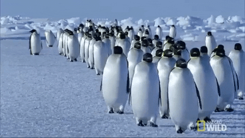 Queue of penguins