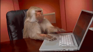 Um macaco está sentado em frente à um notebook, apertando as teclas e depois botando as mãos na cabeça