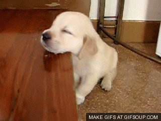 funny puppies