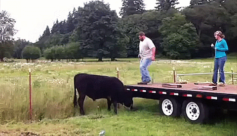Jezdenje krave