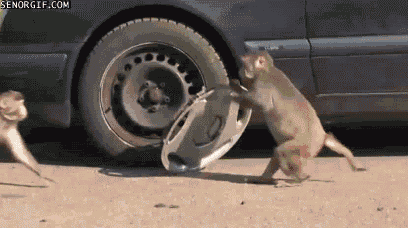 მაიმუნები იპარავენ მანქანის დისკს
