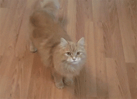 Cat Playing GIF - Find & Share on GIPHY