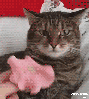 Cat Flower GIF - Find & Share on GIPHY