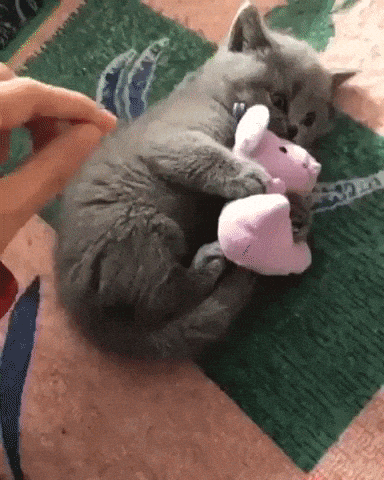 Gray Kitten Protects Its Toy From Human Cute Cat