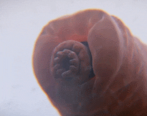 Global Entertainment water bear cosmos tardigrade GIF