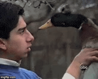 Goose GIF - Find & Share on GIPHY