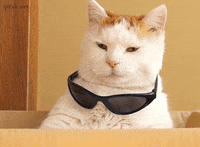 le, la, les — вчи артикль разом зі словом 🐱
