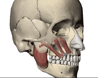 Músculos y huesos del arco cigomático