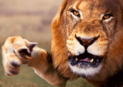 Lion Animated Gif 10 Gif Images Download - vrogue.co