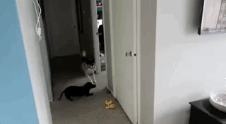 способности животных, милые животные, гифки с животными, смешные гифки с животными