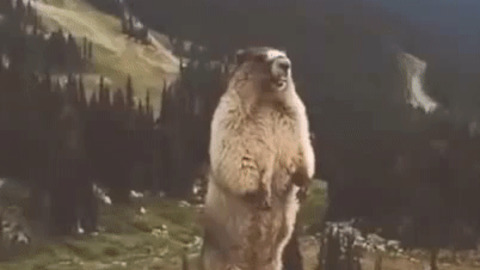 Marmot GIF - Find & Share on GIPHY