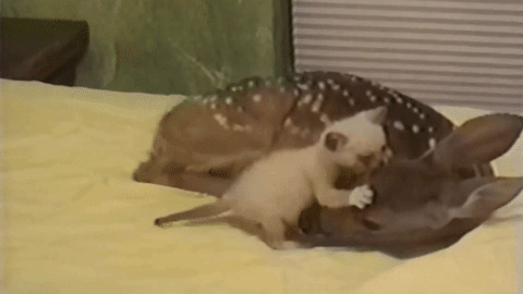 Deer best Gif