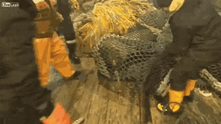 Fisherman caught an angry seal in animals gifs