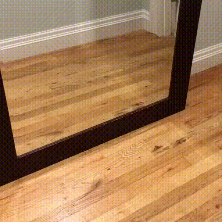 perrito se espanta viéndose al espejo