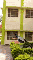 Peacock in flight in animals gifs