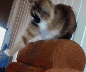 Cats Flailing GIF - Find & Share on GIPHY
