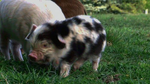 Pig GIF - Find & Share on GIPHY
