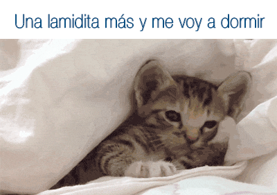 Topic des chats - Page 2 Giphy