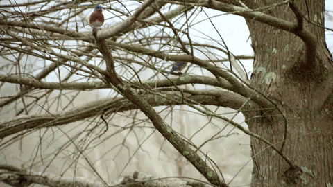 Spring Fever Bird GIF by Hallmark Channel - Find & Share on GIPHY