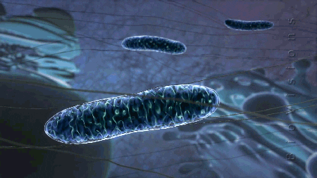 Resultado de imagen para mitocondria gif