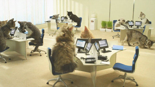 cat day cats office computers