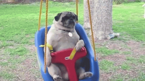 pug gif pug gif find on giphy pug gif pug gif find on giphy