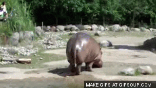 The Belleville Springrolls - Page 6 Giphy