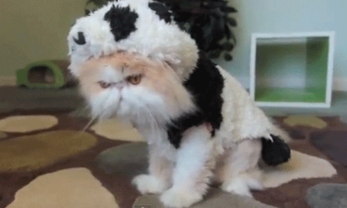 Cat Costume GIFs - Find & Share on GIPHY