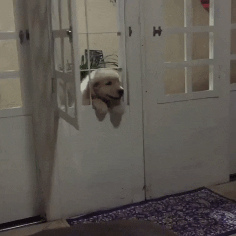 Image result for dog through door gif