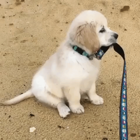 a dog is ready for walking with a leash around it's neck