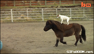 Image result for horse following dog gif