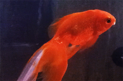 gold fish animated gif