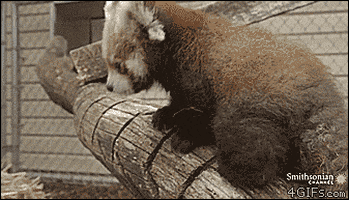 Red Panda Lovely Animal GIF - Find & Share on GIPHY