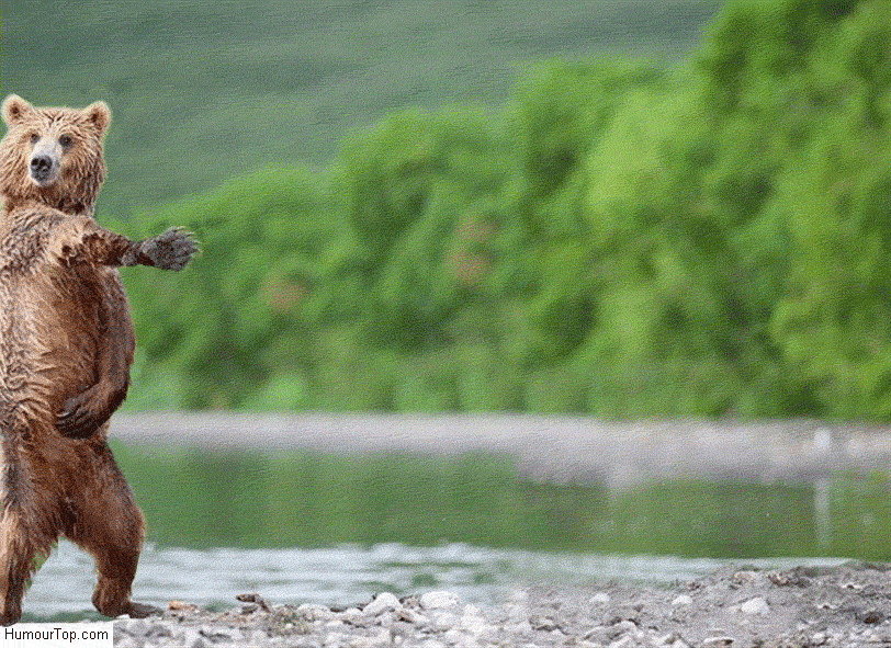 Ours Qui Danse Amandine GIF Find & Share on GIPHY