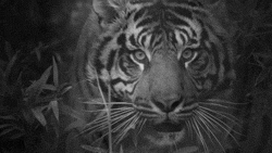 Stalking Black And White GIF - Find & Share on GIPHY