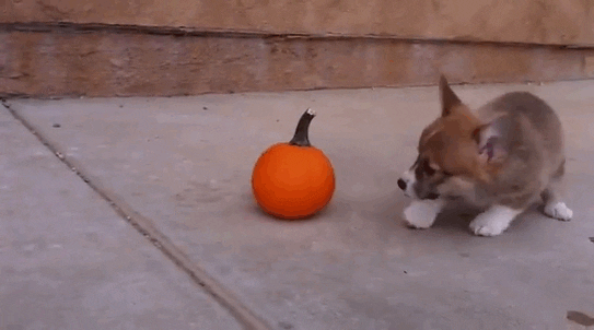 Source: Giphy. Description: a corgi barking at and jumping around a small pumpkin.