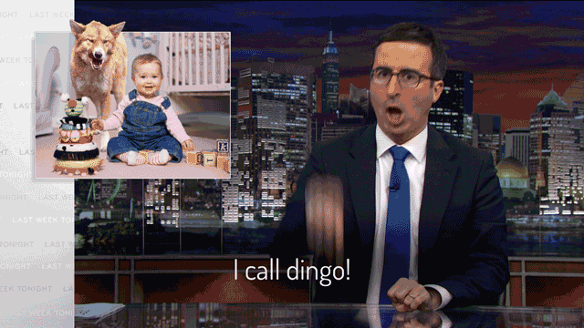 John Oliver Dingo GIF by Last Week Tonight with John Oliver
