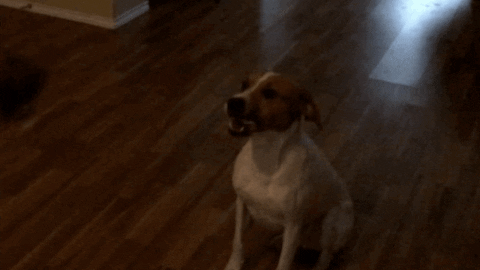 cant hit fire dogs cant hit fire dogs