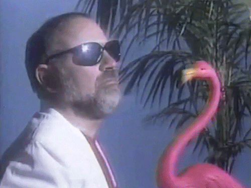 Flamingo GIF - Find & Share on GIPHY