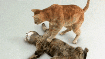 Cat Save GIF - Find & Share on GIPHY