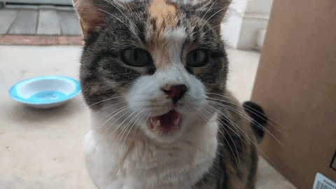 cat yawn