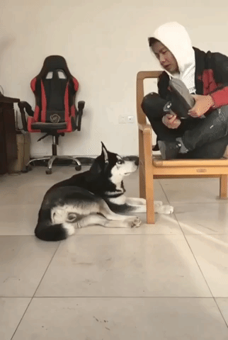 Dog Teaches Hooman To Put Legs Over Head Cute Funny