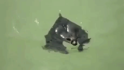 Swimming Bat