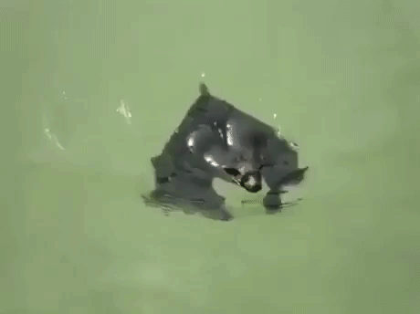 Swimming Bat in funny gifs
