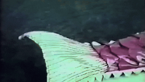 Mermaid GIF by truTV’s Bobcat Goldthwait’s Misfits & Monsters