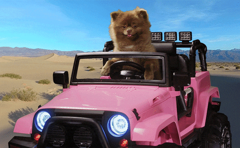 Pomeranian Driving GIF by Bertie The Pom