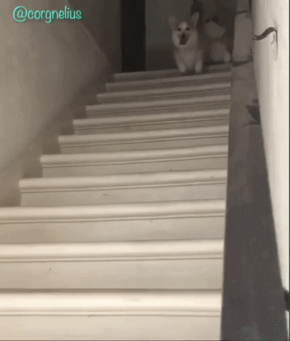 Two Corgis Synchronized Hops Down the Stairs
