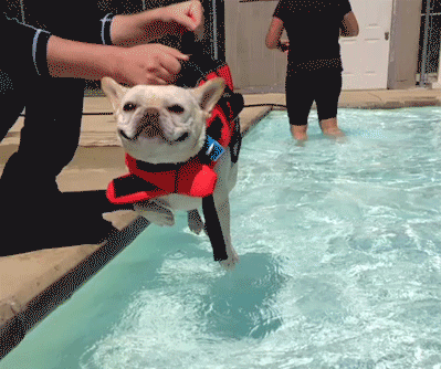 Ein bisschen Trockenübung mit der Hundeschwimmweste.