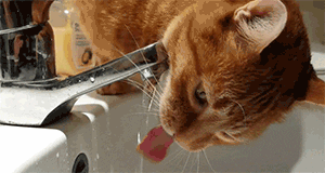 gif gato bebendo água - bons hábitos de alimentação